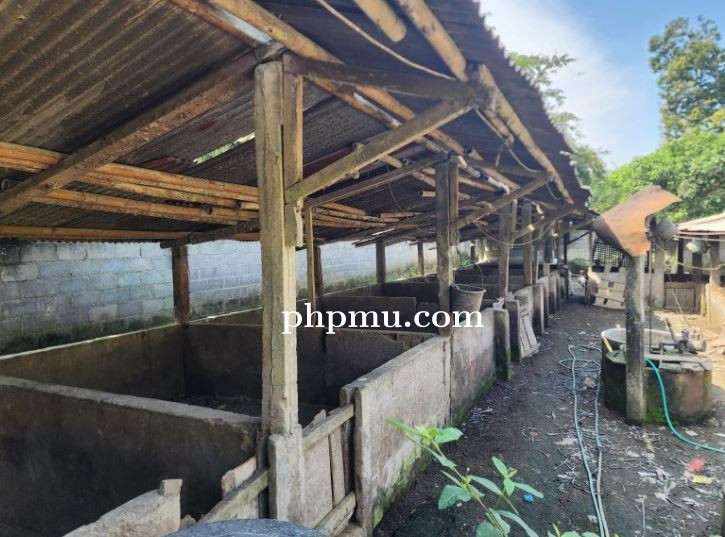 BERKAITAN DENGAN MASALAH KANDANG BABI, MASYARAKAT DESA TLOGOADI MLATI KOMITMEN JAGA KONDUSIFITAS 